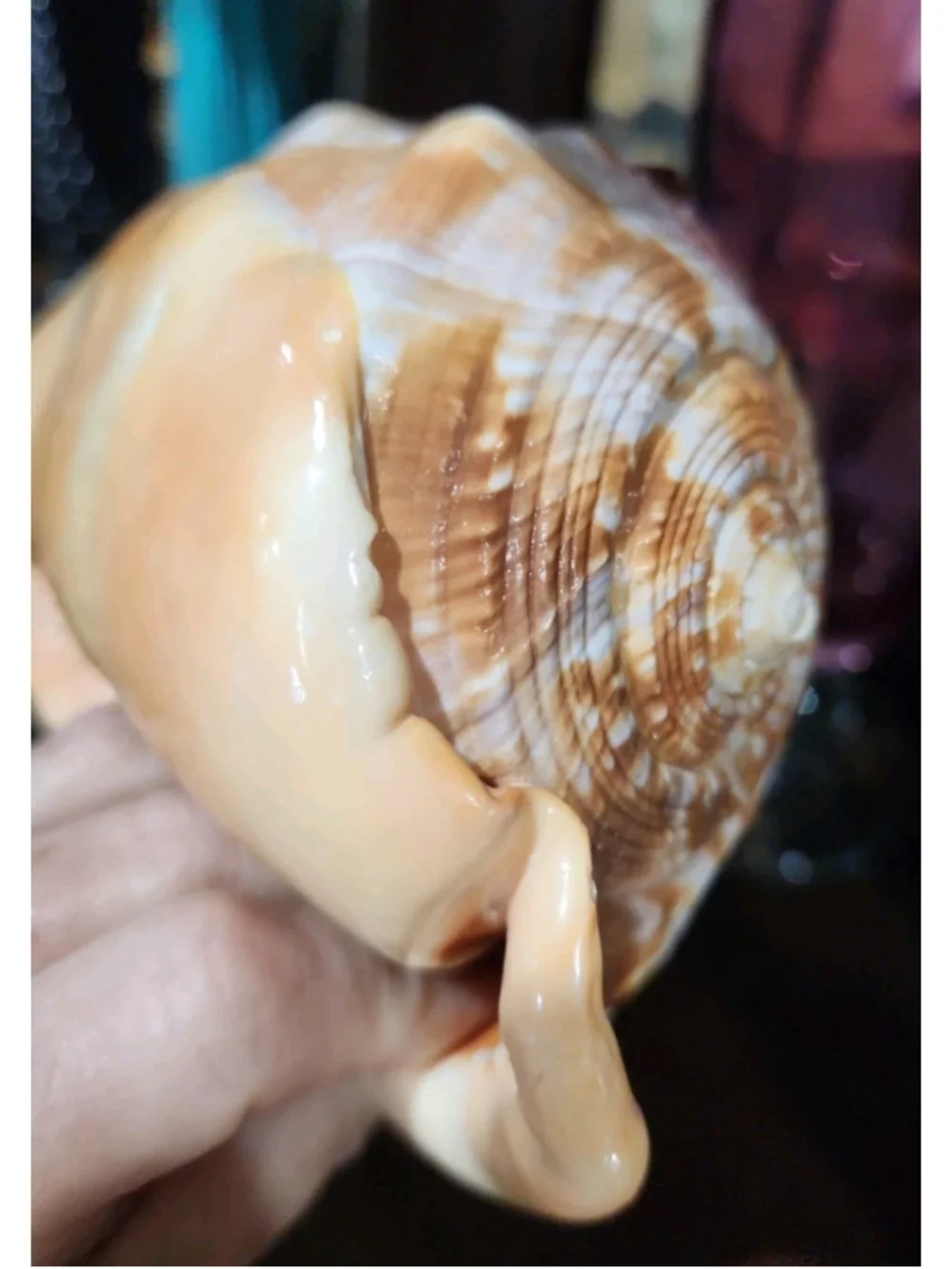 Natural Red Cameo Cypraecassis Conch Sea Shell 6x5x4